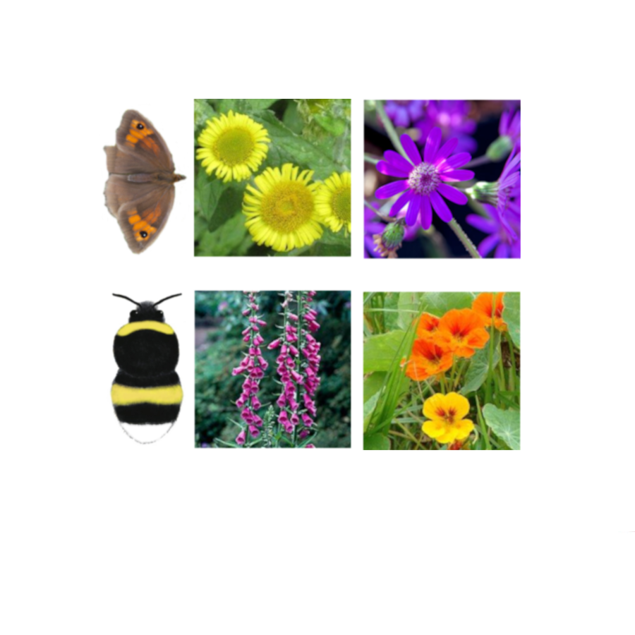 Pollinator-Friendly Plant Recommendations